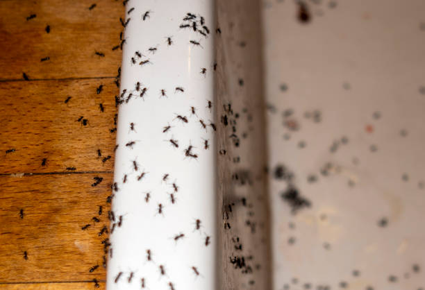Reliable Orwigsburg, PA Pest Control Solutions