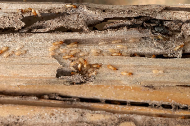 Best Mosquito Control Services  in Orwigsburg, PA